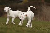 DOGUE ARGENTIN 151